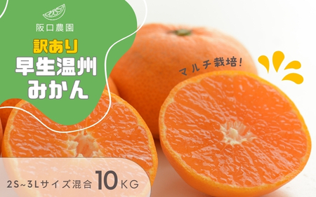 【先行予約】2S～3L サイズ混合 10kg 阪口農園の 訳あり 早生温州みかん (マルチ栽培) 【2026年12月中旬から順次発送】 / みかん 蜜柑 先行予約 数量限定 ミカン【msa005A】