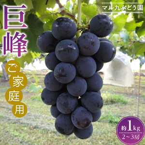 【2026年度_先行予約】【ご家庭用】巨峰（種あり）約1kg〔2026年8月上旬より順次発送〕