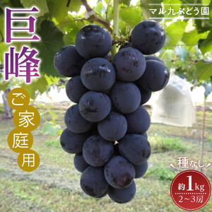 【2026年度_先行予約】【ご家庭用】巨峰（種なし）約1kg〔2026年8月上旬より順次発送〕