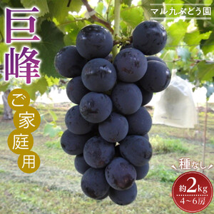【2026年度_先行予約】【ご家庭用】巨峰（種なし）約2kg〔2026年8月上旬より順次発送〕