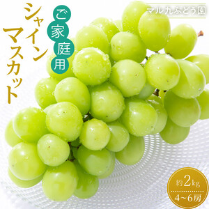 【2026年度_先行予約】【ご家庭用】シャインマスカット 約2kg〔2026年8月中旬より順次発送〕