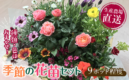 生産農場直送！季節の花苗セット (9ポット程度)  F6L-868