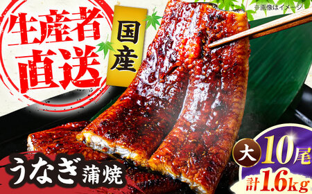 国産うなぎ蒲焼 鰻大10尾[VAD026] 鰻