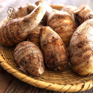 【R8.11月中旬より順次発送】庄内産 土付き里芋 5kg（入金期限：2026.12.10）先行受付 土付き 里芋 芋 いも さといも 芋煮 煮物 味噌汁 山形 産地直送 野菜