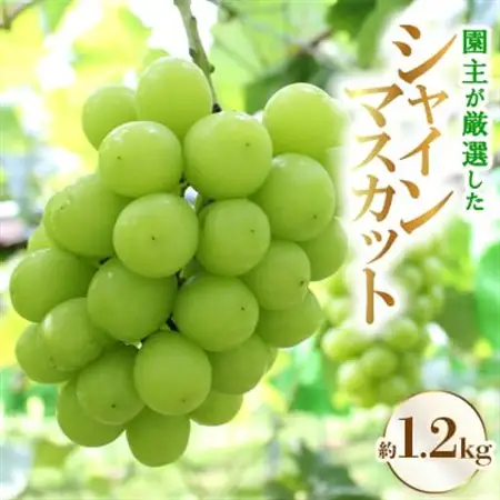 園主が厳選した「シャインマスカット」【配送不可地域：離島・北海道・沖縄県】【1482866】