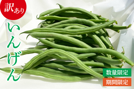 いんげん 訳あり 2kg 数量限定 いんげん豆