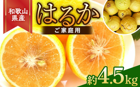 【先行予約】和歌山県産 はるかみかん 約4.5kg（サイズ混合・ご家庭用）｜はるか みかん 柑橘 果物 果実 国産 おすすめ 人気 フルーツ 美浜 和歌山