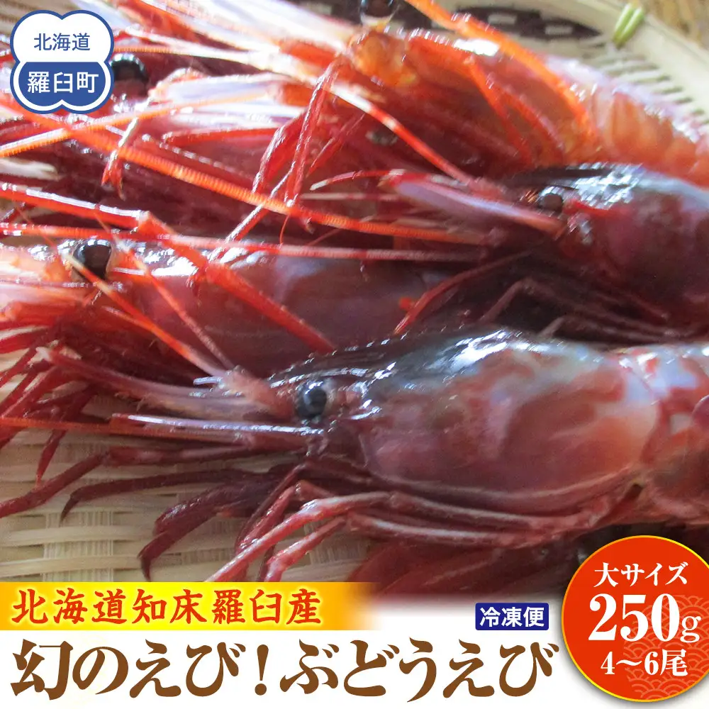 幻のぶどうえび（大・250g /4～6尾）｜羅臼産　えび