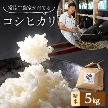 令和7年産 茨城県産 常陸牛農家が育てた コシヒカリ 精米 5kg_ 精米 米    コシヒカリ 米 こしひかり_【配送不可地域：離島・沖縄県】【1354560】