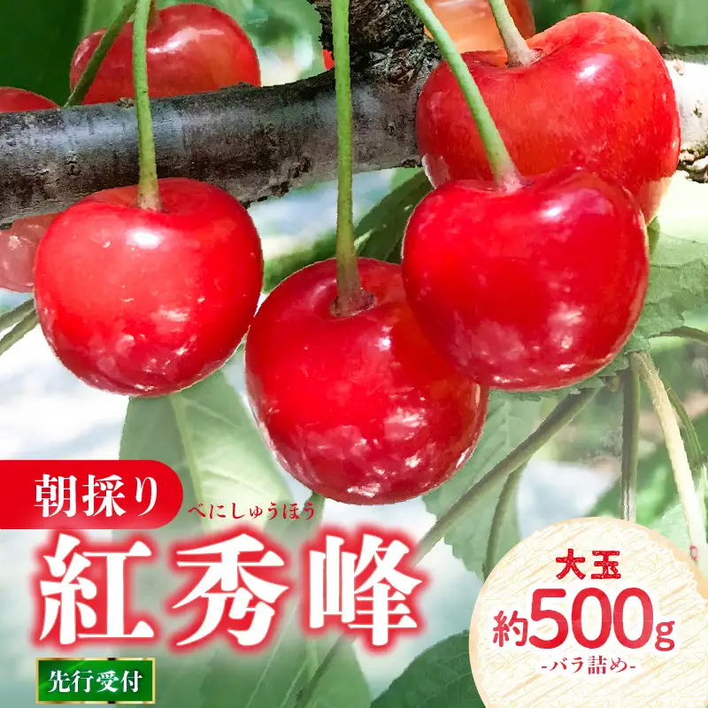 《先行受付》さくらんぼ 朝採り 大玉 紅秀峰 バラ 約500g 【2026年6月中旬以降～順次発送予定】022-002