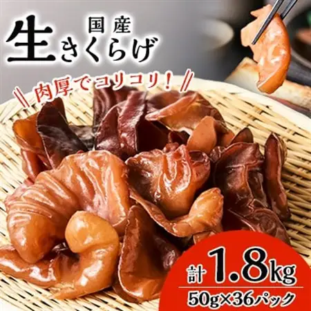 コリコリ食感!生きくらげ_野菜  きのこ _【配送不可地域：離島・沖縄県】【1461806】