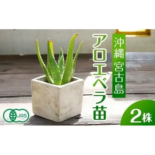 アロエベラ 苗 2株 沖縄・宮古島産｜有機JAS 観葉植物