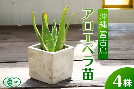 アロエベラ 苗 4株 沖縄・宮古島産｜有機JAS 観葉植物