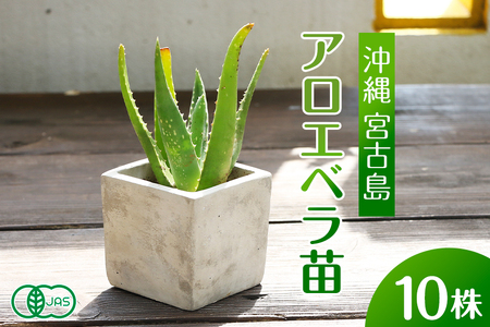 アロエベラ 苗 10株 沖縄・宮古島産｜有機JAS 観葉植物