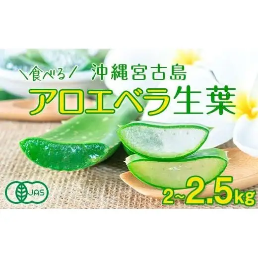 アロエベラ 食用 大きな生葉（2枚～3枚） 沖縄・宮古島産｜有機JAS
