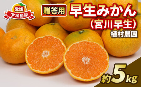 贈答用 早生みかん 宮川早生 5kg 植村農園 早生 わせ 贈答 ギフト プレゼント 果物 フルーツ 柑橘 みかん 蜜柑 産地直送 農家直送 数量限定 国産 愛媛 宇和島 B010-153008