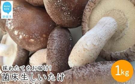厳選！！新居浜産菌床生しいたけ １kg
