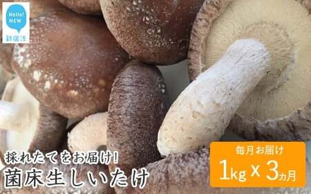 ☆採れたて新鮮定期便(１kg×３ヵ月)☆ 厳選！！新居浜産菌床生しいたけ １kgを毎月お届け！！(合計３回)
