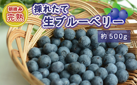 茨城県坂東市産 朝摘み完熟 採れたて生ブルーベリー 約500g No.721