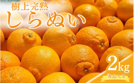 【先行予約】希少な樹上完熟　しらぬい（不知火） 秀品大玉 約2kg(6個) 2027年2月末～2027年4月中３月末頃に順次発送予定（お届け日指定不可）/ 和歌山 みかん しらぬい 不知火 フルーツ 柑橘 蜜柑 果物 くだもの【kiy001A】
