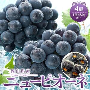 ぶどう 2026年 岡山県産 ニューピオーネ4房(1房480g以上)