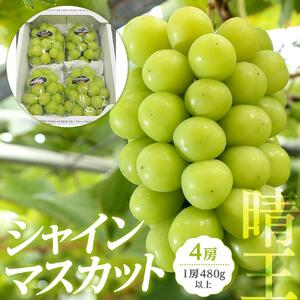 ぶどう 2026年 岡山県産 シャインマスカット『晴王』4房(1房480g以上)