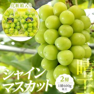 ぶどう 2026年 岡山県産 シャインマスカット『晴王』2房 (1房600g以上) 化粧箱入り