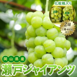 ぶどう 2026年 岡山県産 瀬戸ジャイアンツ2房(1房480g以上) 化粧箱入り