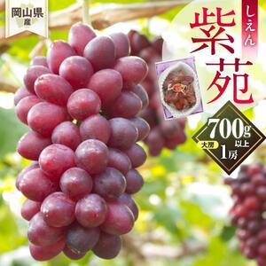 ぶどう 2026年 岡山県産 紫苑 1房(700ｇ以上) 化粧箱入り