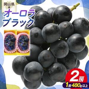 ぶどう 2026年 岡山県産 オーロラブラック2房(1房480g以上)　化粧箱入り
