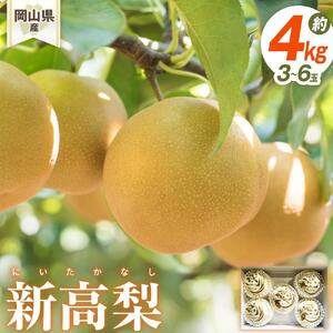 梨 2026年 岡山県産 新高梨 3-6玉(約4ｋｇ） 化粧箱入り