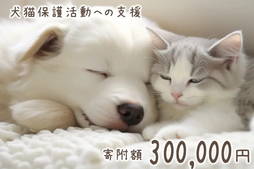 犬猫保護活動への支援 30万円 [NPO法人セブンデイズ 福岡県 筑紫野市 21761492]