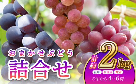 【先行予約】 ぶどう【おまかせぶどう詰合せ約2kg】 【巨峰・紅瑞宝・竜宝の中から4～6房】葡萄 ブドウ 巨峰 きょほう 詰め合わせ 産地直送 熊本県産 河野ぶどう園【2026年8月中旬～9月中旬頃順次発送予定】