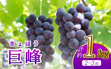 【先行予約】 巨峰 2～3房 計約1kg 河野ぶどう園【2026年8月中旬～9月中旬頃順次発送予定】宇城市産巨峰 熊本県産巨峰 国産巨峰 巨峰ぶどう