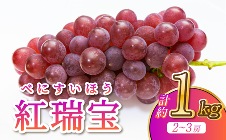 【先行予約】 ぶどう 紅瑞宝 べにずいほう 約1kg 2～3房 河野ぶどう園【2026年8月中旬～9月中旬頃順次発送予定】宇城市産ぶどう 国産ぶどう ぶどう約1kg