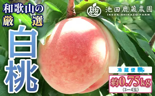 白桃 約0.75kg（3～4玉）和歌山県産 厳選 化粧箱入り ｜ 白鳳・清水白桃・川中島・もも・はくとう【化粧箱入り】 