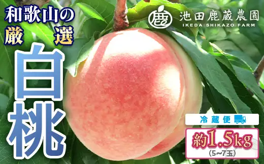 白桃 約1.5kg（5～7玉）和歌山県産 厳選 化粧箱入り ｜ 白鳳・清水白桃・川中島・もも・はくとう【化粧箱入り】