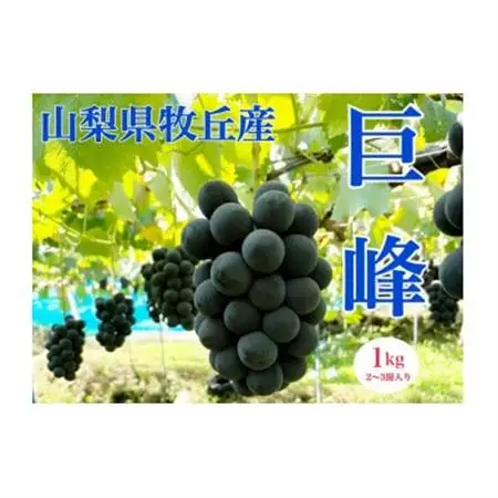 2026年発送  山梨県産種なし巨峰　1kg(2～3房)【配送不可地域：離島・沖縄県】【1504883】