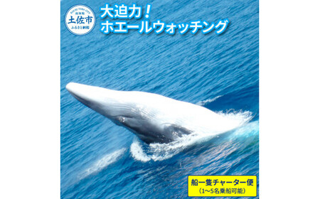 ホエールウォッチング 船一隻チャーター便相当 1?5名 40000円分クーポン相当 チャーター便 貸し切り レジャー 体験型 アクティビティ 旅行 観光 遊ぶ【宇佐ホエールウォッチング協会】 [BQCH004]