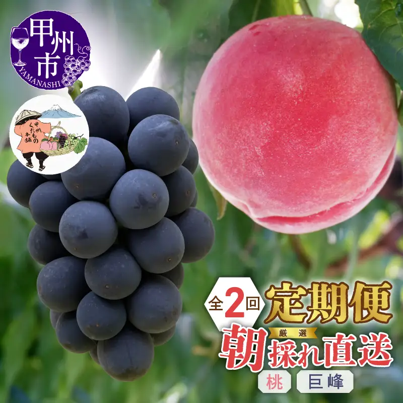 【定期便】厳選！朝採れ直送フルーツ2回定期便「桃・巨峰」【2026年発送】（KKH）C2-491 桃 巨峰 フルーツ