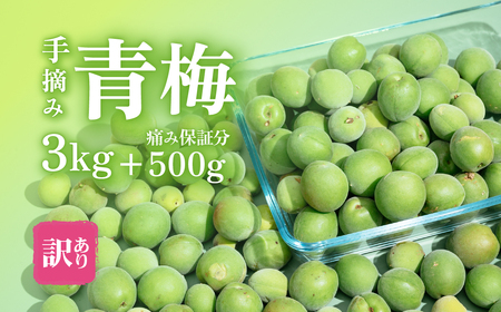 梅 3.5kg （痛み保証分 500g） 訳あり 青梅 5月末