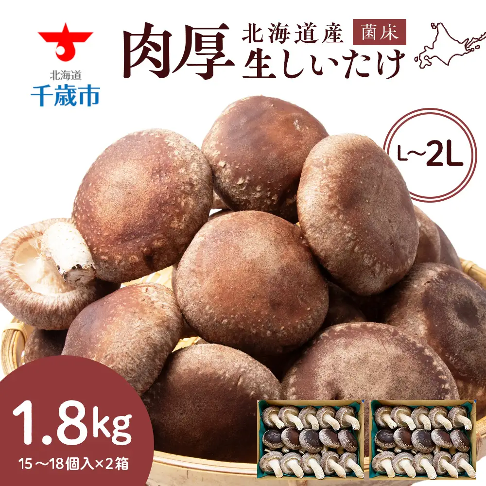 菌床 生しいたけ 900g×2 大きい 肉厚 シイタケ 椎茸 生椎茸 生シイタケ 千歳 北海道 《 あしだファーム 》