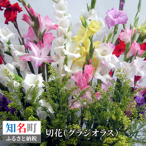 切花 グラジオラス（ 12月 から 4月 頃 ） C005-006 花 植物
