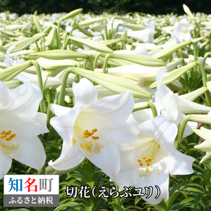 切花 えらぶ ユリ（ 12月 から 翌年 4月 頃 ） C005-007 花 植物 ゆり