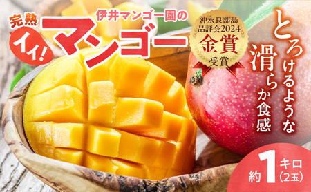 【 2026年 先行予約 】 伊井マンゴー園 のイイ！ マンゴー 約1キロ （ 2玉 ） C026-002 果物 フルーツ