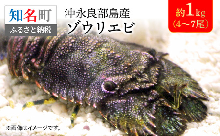 沖永良部 島産！ ゾウリエビ 約1kg （ 4～7尾 ） C041-001 魚介類 冷凍 海老 エビ