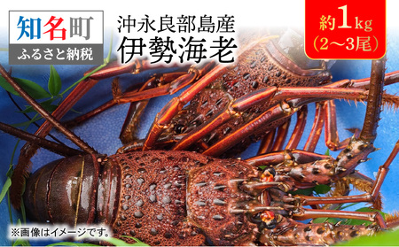 沖永良部 島産 伊勢海老 約1kg ( 2～3尾 ) C041-002 魚介類 冷凍 海老 エビ イセエビ