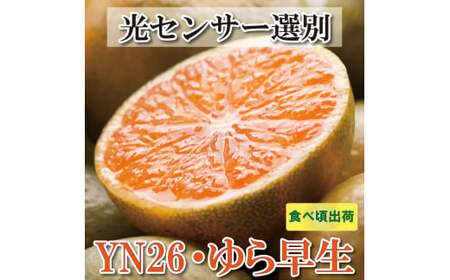 家庭用 有田 みかん サイズ混合(2S～2L) 5kg+250g ※10月発送(極早生) / 温州みかん 有田みかん 訳あり 甘い 光センサー選果 果物 柑橘 和歌山 ※北海道・沖縄・離島への配送不可 【ikd003-cm-5-oct】
