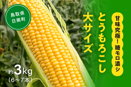 甘味究極！ 糖モロ濃シ 大サイズ 3kg(6～7本)【とうもろこし】朝どれ直送 スイートコーン 産地直送 【配送不可地域：離島】 鳥取県日南町 星の農園