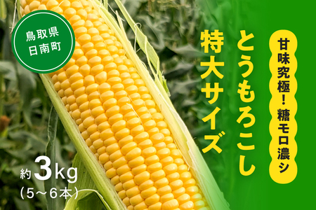 甘味究極！ 糖モロ濃シ 特大サイズ 3kg(5～6本)【とうもろこし】朝どれ直送 スイートコーン 産地直送 【配送不可地域：離島】 鳥取県日南町 星の農園